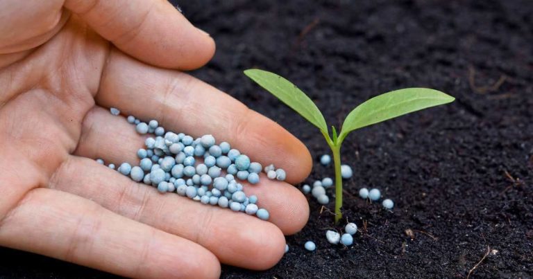 fertilizer acidification inorganic nitrogen plantcaretoday